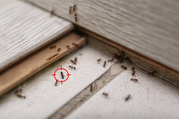 Wasp Removal Services in Centralia, IL